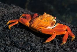 Ecuador galapagos islands sally lightfoot crab colour contrast with lava