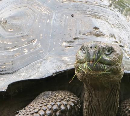 Ecuador galapagos islands santa cruz giant tortoise grassy nose flipped