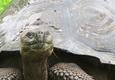 Ecuador galapagos islands santa cruz giant tortoise grassy nose