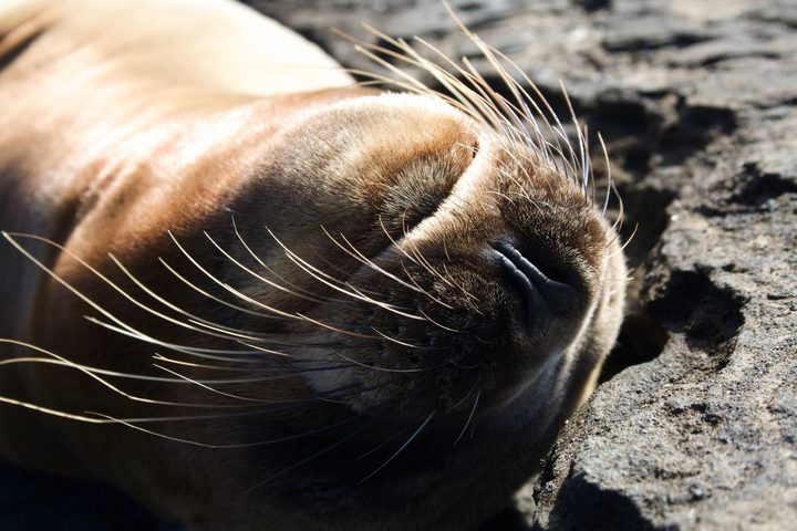 Ecuador galapagos islands sleeping fur seal