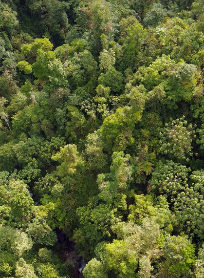 Ecuador mindo cloud forest canopy chris bladon