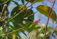 Ecuador mindo hummingbird 2 chris bladon