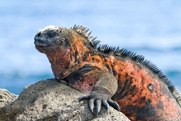 marine iguana galapagos beach