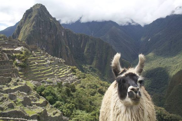 machu picchu and llama