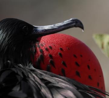 frigate bird Galapagos