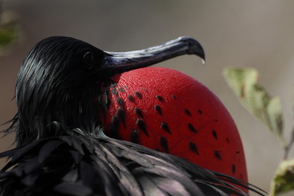 frigate bird Galapagos