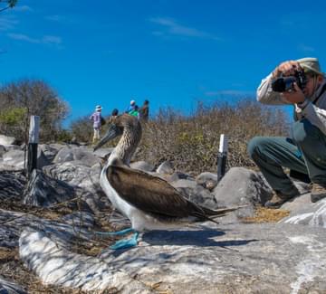 photographing blue-footed booby galapagos