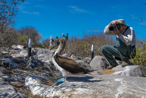 photographing blue-footed booby galapagos