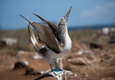 Galapagos blue footed boobies mating dance c canva