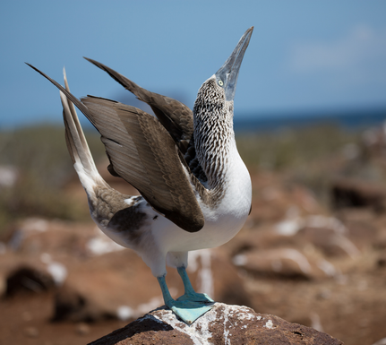 Galapagos blue footed boobies mating dance c canva