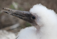 Galapagos blue footed booby chick c canva