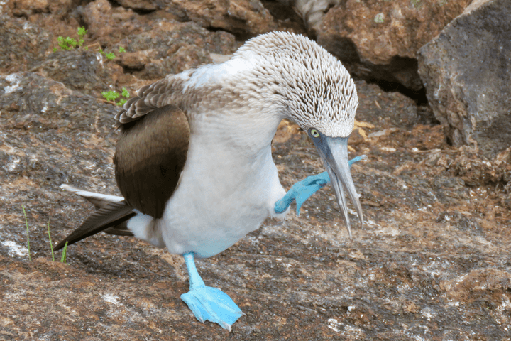 Galapagos blue footed booby dance c canva