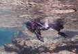 Galapagos penguin c canva