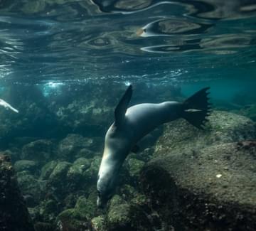 snorkel sea lions galapagos