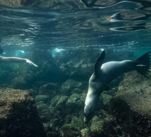 snorkel sea lions galapagos