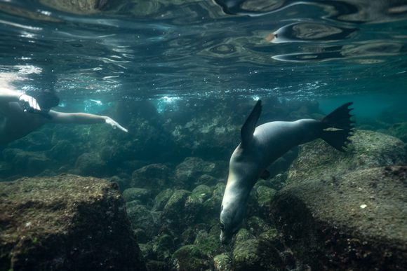snorkel sea lions galapagos