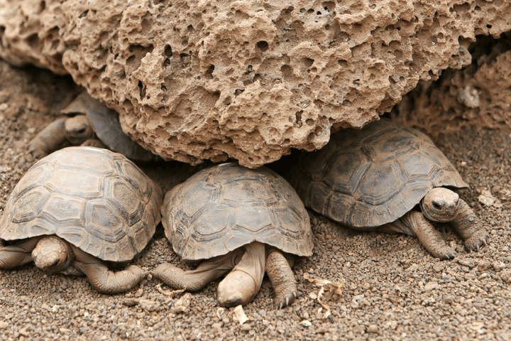 Galapagos tortoise babies c canva