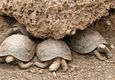 Galapagos tortoise babies c canva