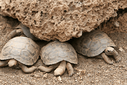 galapagos tortoise babies