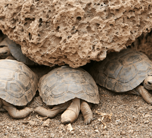 galapagos tortoise babies