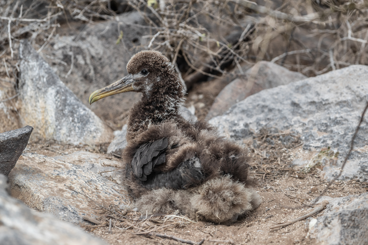 Galapagos waved albatross chick c canva