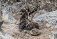 Galapagos waved albatross chick c canva