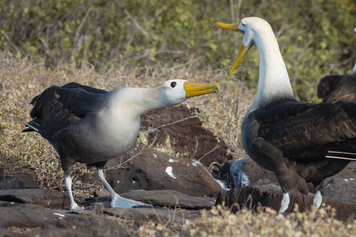 Galapagos waved albatross mating dance c canva
