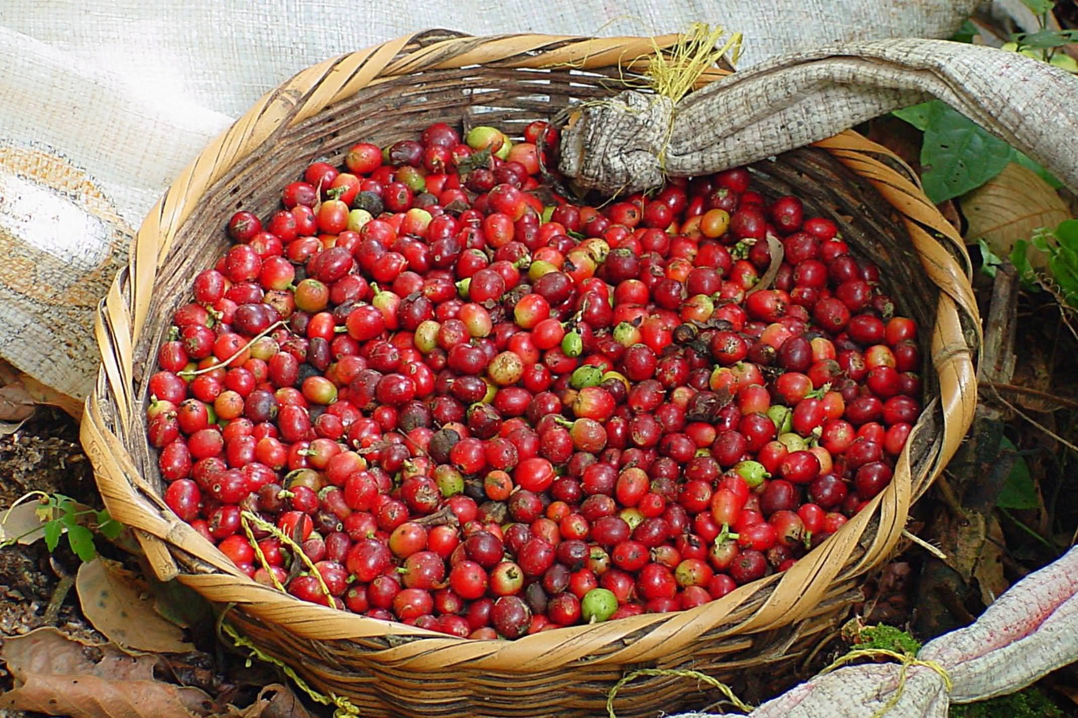 Nicaragua copyright jan strik coffee beans in matagalpa