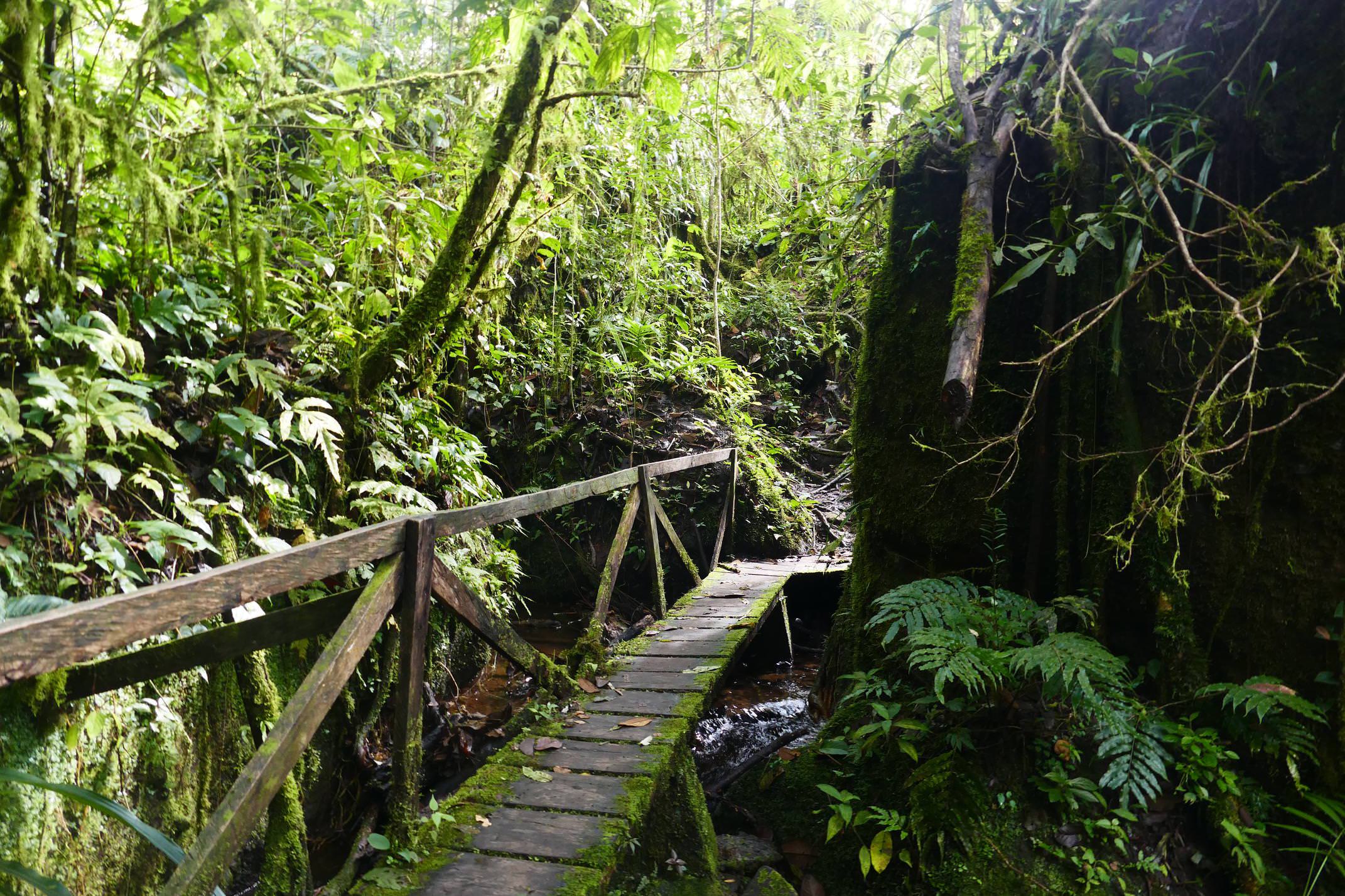 Nicaragua jinotega penas blancas path to cascada arcoiris copyright pura emma bye