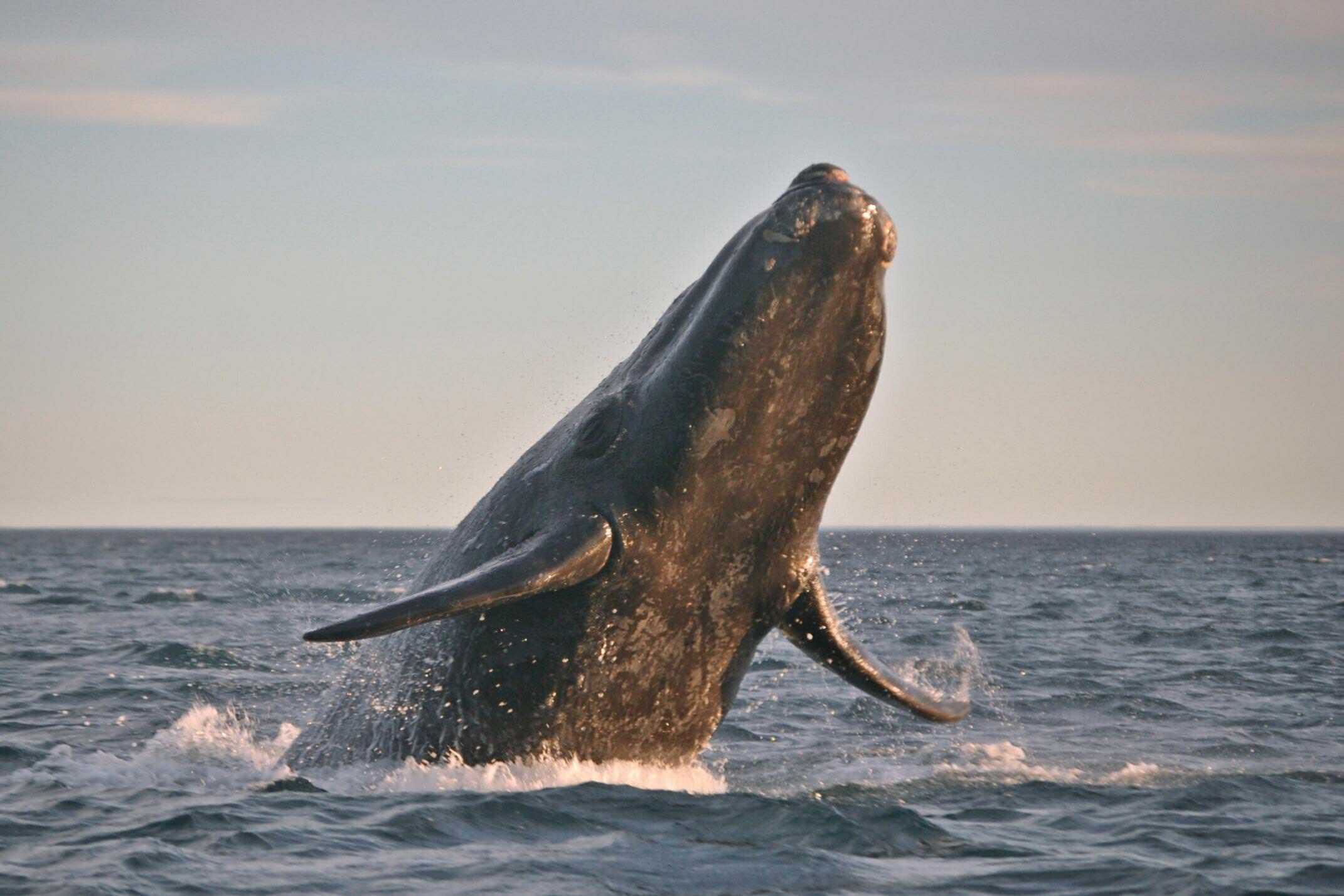 Valdés Peninsula, Argentina