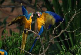 Peru amazon blue yellow macaws