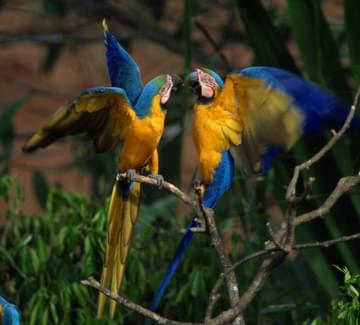 peru amazon blue yellow macaws