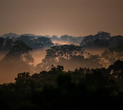 Peru amazon c refugio amazonas BOSQUE 3