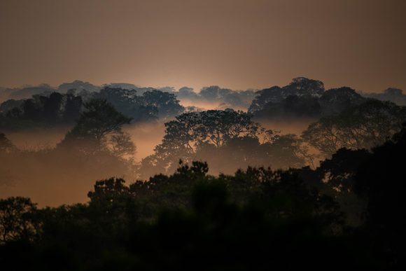 Peruvian Amazon rainforest at sunset
