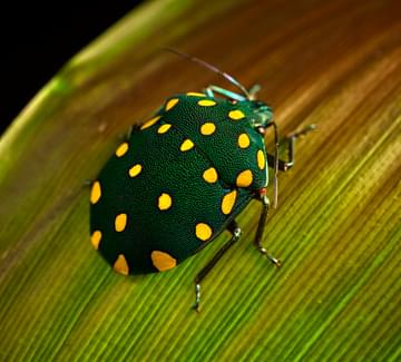 colourful beatle peru amazon