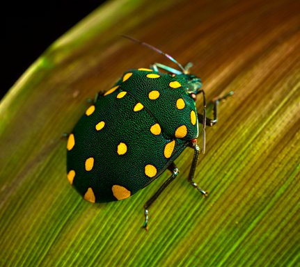 Peru amazon c refugio amazonas Colorfull Beetle Paul Bertner