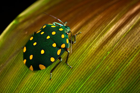 colourful beatle peru amazon