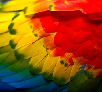 yellow blue macaw clay lick amazon peru