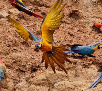 Peru amazon c refugio amazonas Fauna Macaws and parrots Mike Ritters 1