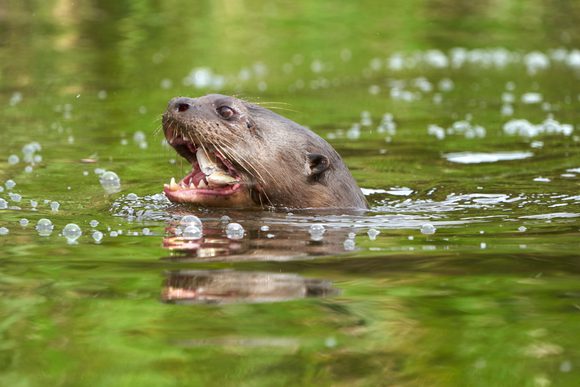 giant river otter peru amazon