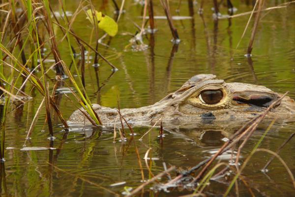 Peru amazon caiman submerged