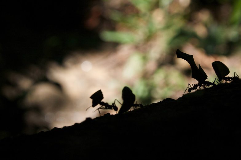 Peru amazon leaf cutter ants silhouette