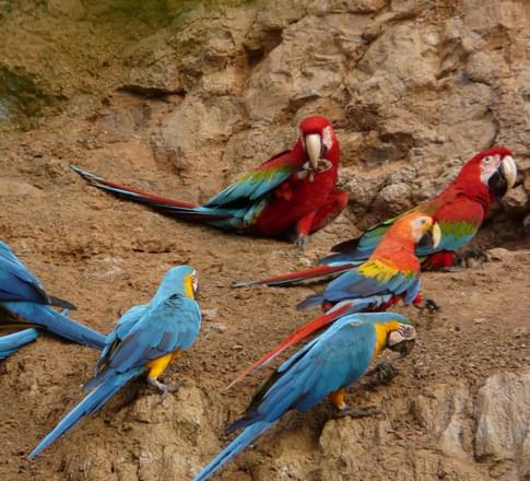 macaw clay