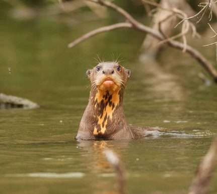 Peru amazon puerto maldonado giant otter swims in sandoval lake in the peruvian amazon jungle