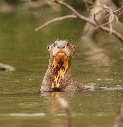 Peru amazon puerto maldonado giant otter swims in sandoval lake in the peruvian amazon jungle