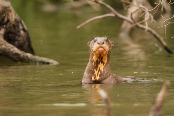 Peru amazon puerto maldonado giant otter swims in sandoval lake in the peruvian amazon jungle