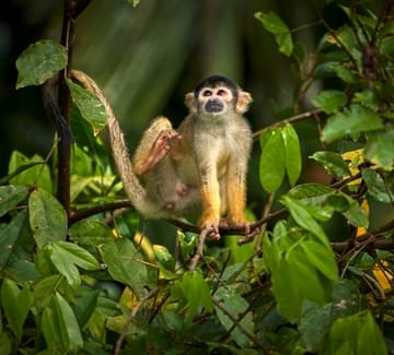 squirrel monkey peru amazon