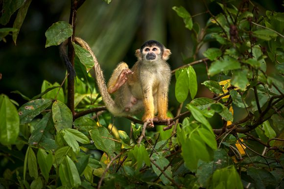 squirrel monkey peru amazon