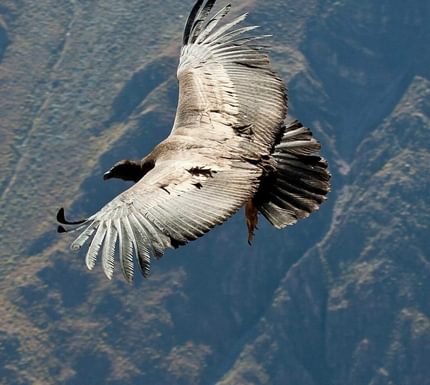Peru colca condor flying