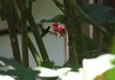 Peru machu picchu birdwatching 15 c chris bladon
